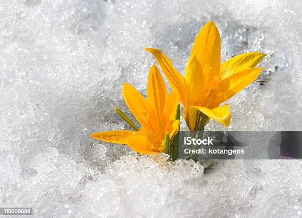 연두빛 가 두 노란색 Crocuses In 인공눈 꽃-식물에 대한 스톡 사진 및 기타 이미지 - 꽃-식물, 눈-냉동상태의 물, 겨울