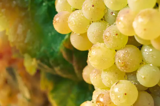 Photo of Close-up of bunch of ripe grapes with water drops. Fruit of vineyard strain.