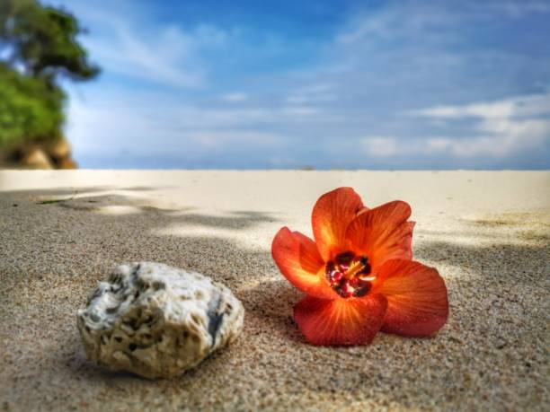 istock Closeup a flower and tiny rock on the beach. 1150087602
