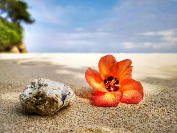 istock Closeup a flower and tiny rock on the beach. 1150087737
