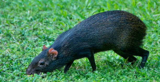 istock agouti feeding, dominica 1150087772