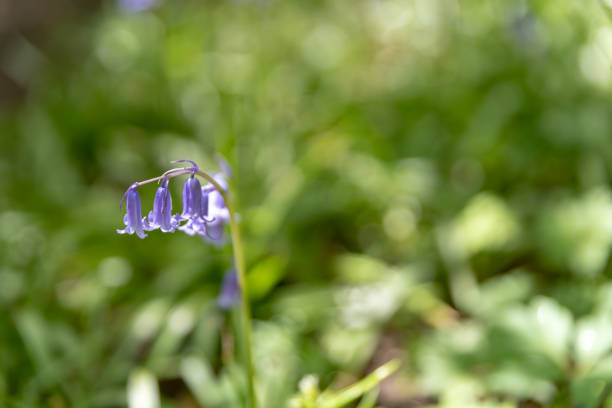 istock Brightly colored sunlit purple bluebell flowers against a natural green background, using a shallow depth of field.