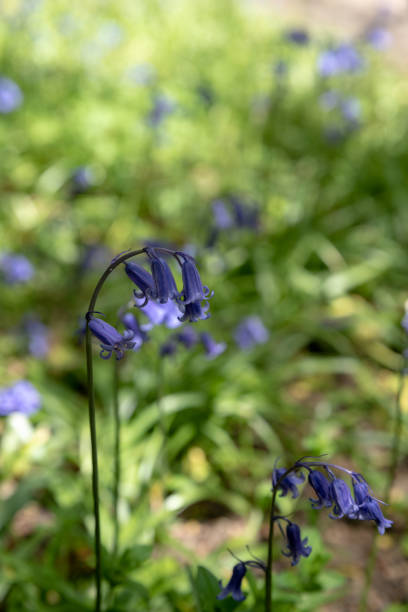 istock Brightly colored sunlit purple bluebell flowers against a natural green background, using a shallow depth of field.