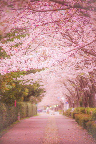 istock Sakura of Chofu Airport 1150088699