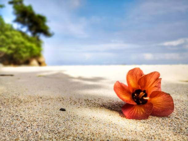 istock Closeup with a flower and tiny rock on the beach. 1150090157