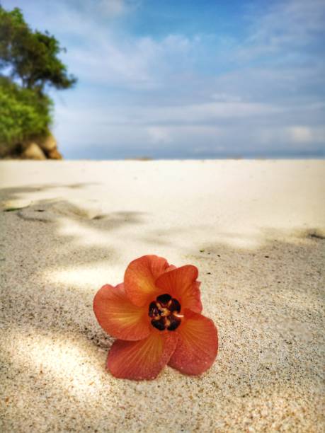 istock Closeup with a flower and tiny rock on the beach. 1150090326