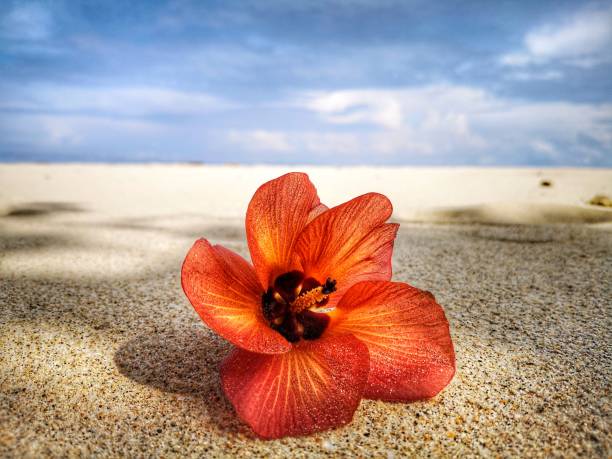 istock Closeup with a flower and tiny rock on the beach. 1150091099