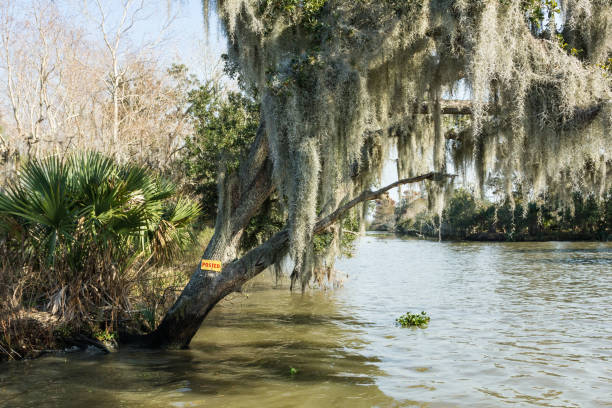 Spanish moss covered tree deep in the Louisiana bayou on a clear and sunny day