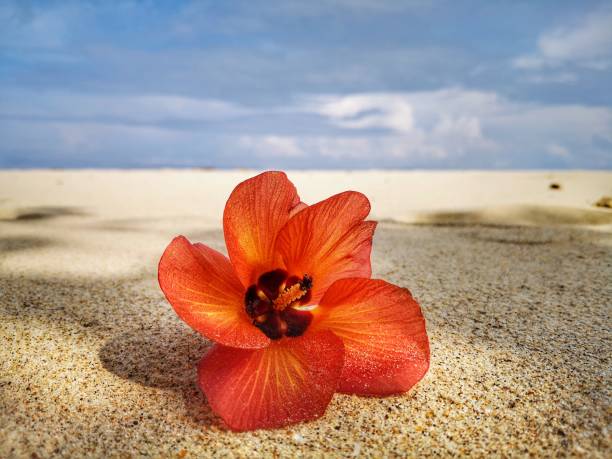 istock Closeup with a flower and tiny rock on the beach. 1150091555