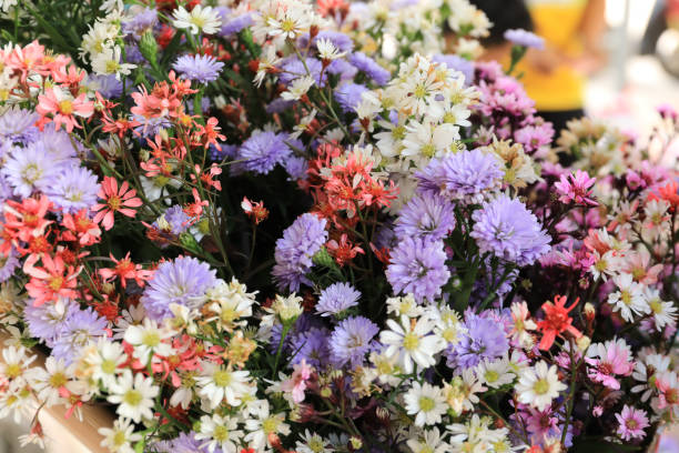 istock flowers bloom and rose for background 1150091633