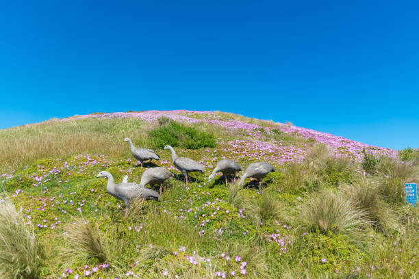 Natural and animals in Phillip Island
