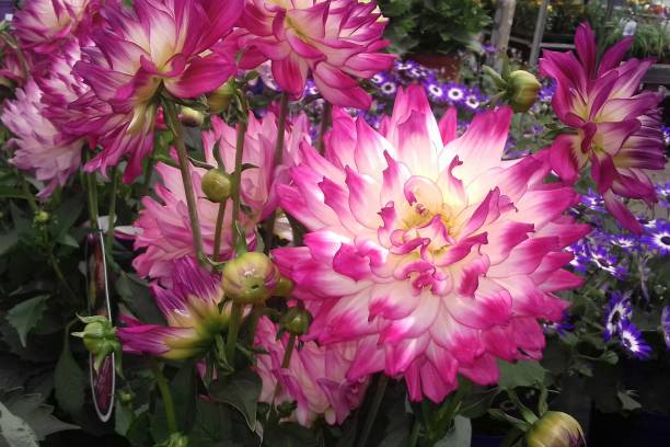 istock Dalien, Pink and White  Flowers, Beauty 1150094364