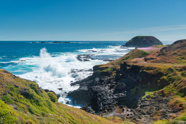 istock Natural and animals in Phillip Island 1150095638