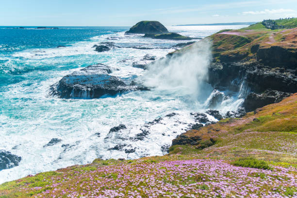 Natural and animals in Phillip Island