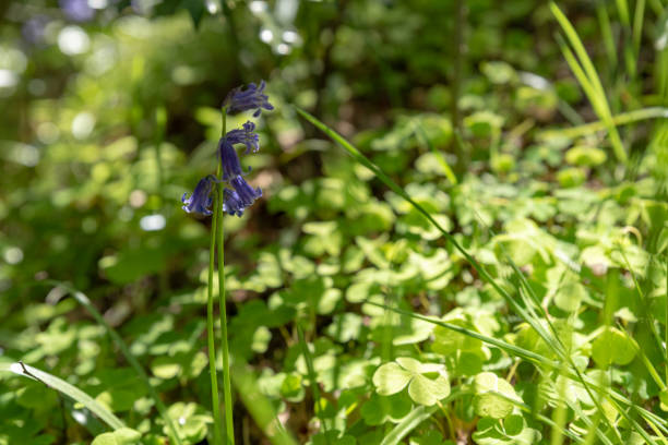 istock Brightly colored sunlit purple bluebell flowers against a natural green background, using a shallow depth of field.