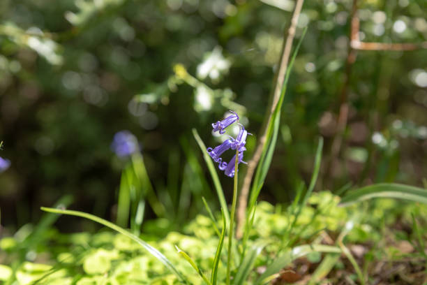 istock Brightly colored sunlit purple bluebell flowers against a natural green background, using a shallow depth of field.