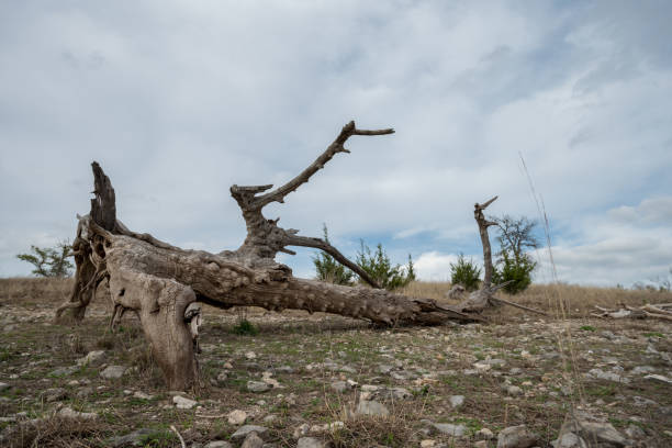 istock View of Large Dry Tree Trunk On the Ground 1150098964