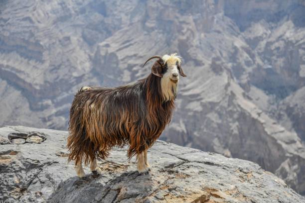 Jabal Shams in Oman