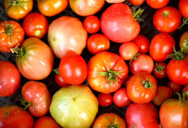 istock Background of red tomatoes 1150100050