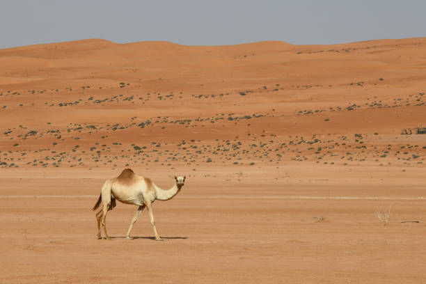 istock Wahiba Sands 1150100056