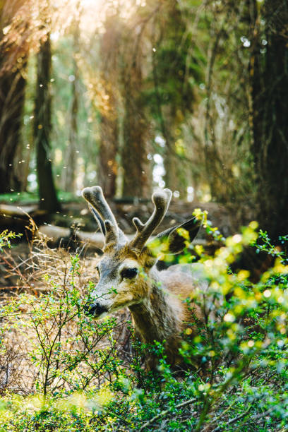 istock deer at the yosemite national park 1150103250