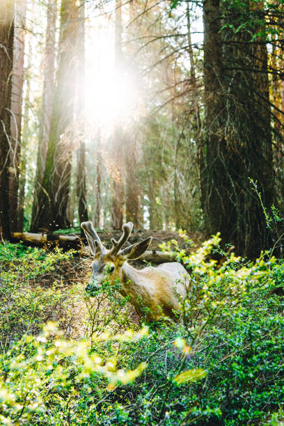 istock deer at the yosemite national park 1150103274