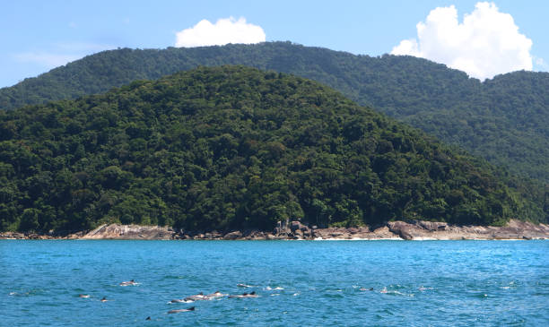 dolphins in atlantic ocean. coast of brazil. preserved tropical rainforest in brazil. - forest preserve imagens e fotografias de stock