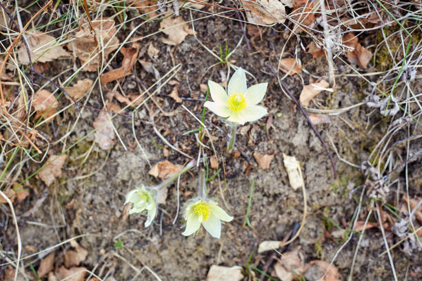Manitoba's floral emblem - Prairie Crocus