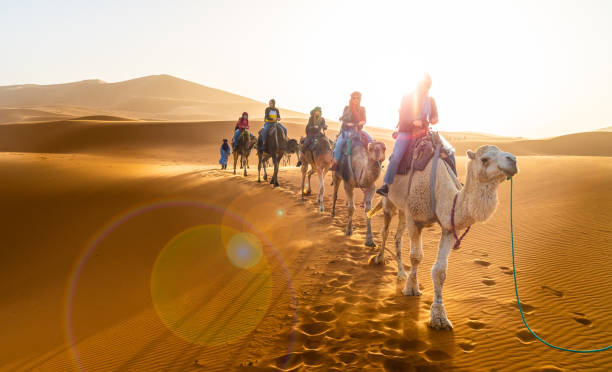 roulotte a piedi nel deserto di merzouga - camel desert travel safari foto e immagini stock