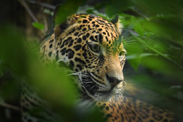 Jaguar - Panthera onca  wild cat species, the only extant member of Panthera native to the Americas, Southwestern United States and Mexico across Central America to Paraguay, Argentina stock photo