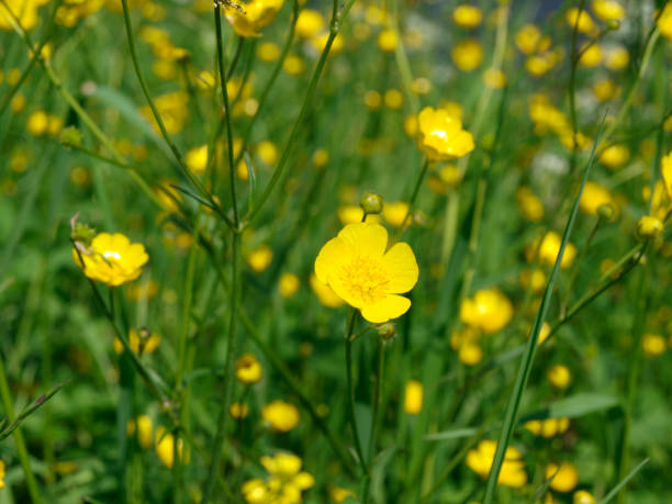 istock ranunculus auricomus goldilocks buttercup yellow fields flowers 1150113539