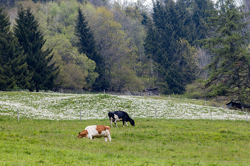 Cows graze on the meadow with white wild narcissus flower (narcissus poeticus) at the Swiss Alps mountain