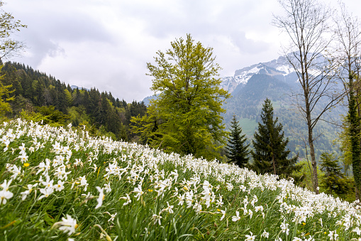 Wild narcissus flower (narcissus poeticus) at the Swiss Alps moutain in vaud riviera over Montreux