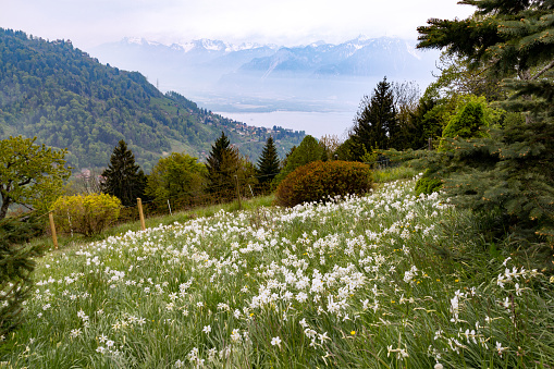 Blooming field with wild narcissus flower (narcissus poeticus) at the Swiss Alps in vaud riviera over Geneva Lake