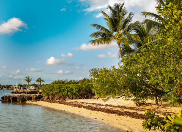 950+ Islamorada Stock Photos, Pictures & Royalty-Free Images - iStock
