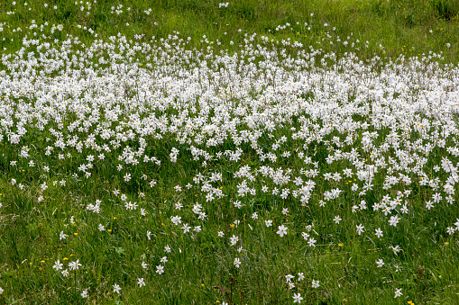 Blooming steppe field with wild narcissus flower (Narcissus poeticus) at the Swiss Alps in vaud riviera over Montreux