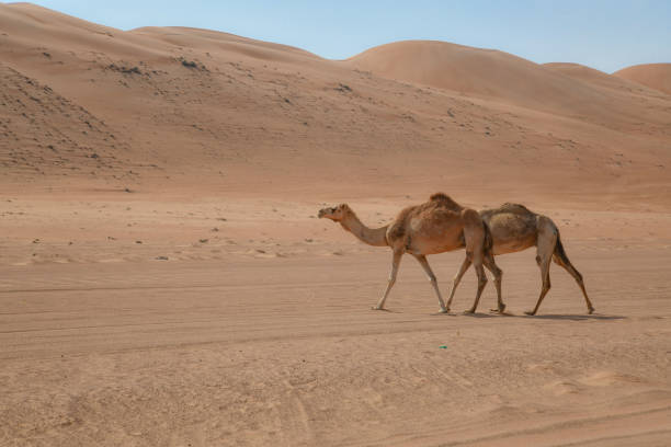 istock Camels in Wahiba Sands 1150116934