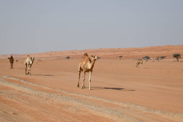 istock Camels in Wahiba Sands 1150116941