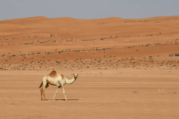 istock Camels in Wahiba Sands 1150116971