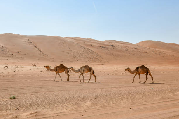 istock Camels in Wahiba Sands 1150116976