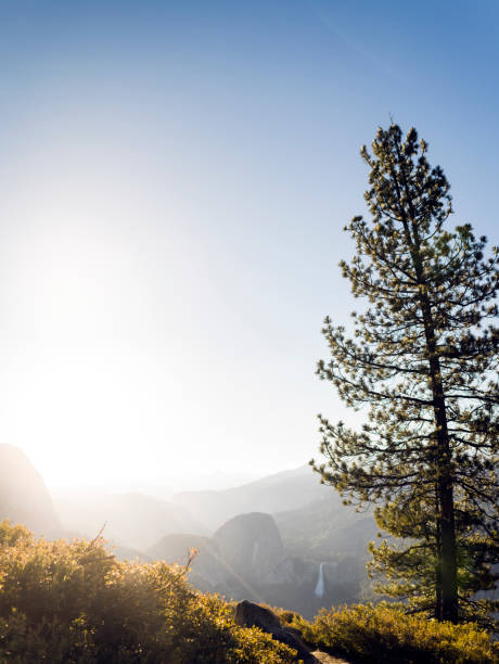 Vertical panoramic stitch of tall pine tree at sunrise looking over Half Dome in early spring.