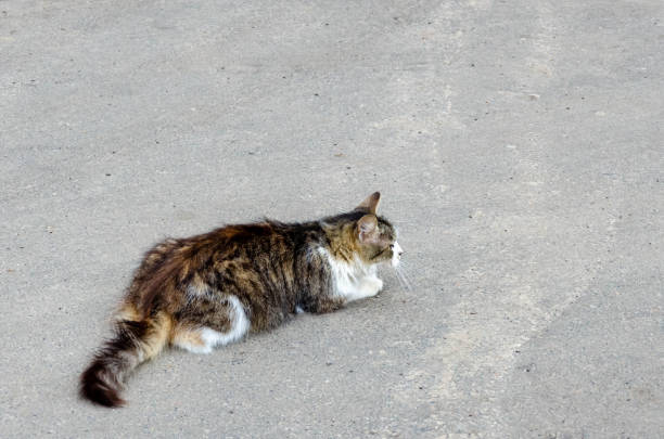 istock Cat walking at the ground. Copy space. 1150117752