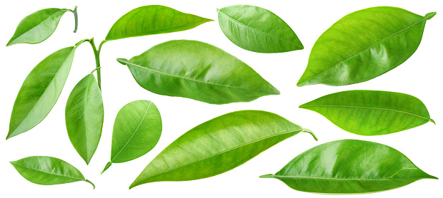 Isolated leaves. Collection of orange tree leaves and branches isolated on white background with clipping path