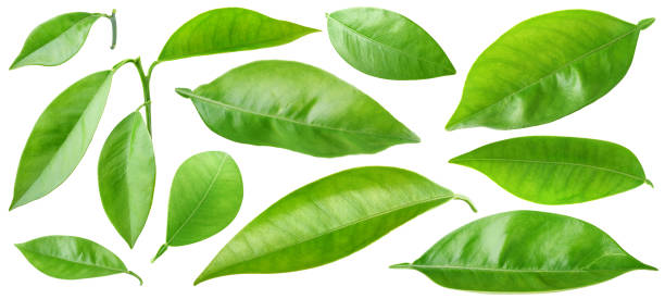 Isolated leaves Isolated leaves. Collection of orange tree leaves and branches isolated on white background with clipping path orange tree photos stock pictures, royalty-free photos & images