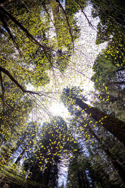 Sunlight through the dark forest in early summer with copy space.