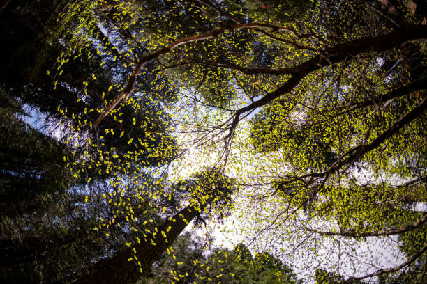 Spring leaves on Dogwood tree with sky and forest background