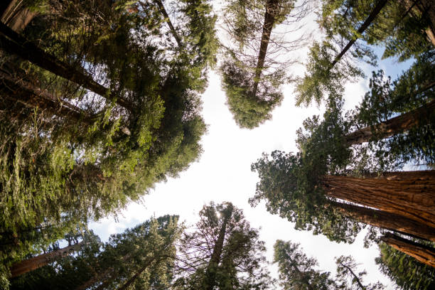 istock Looking up through giant redwood tree canopies 1150118122