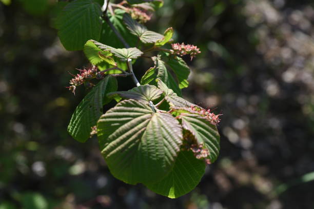 istock Spike winter hazel fruits andleaves 1150118346