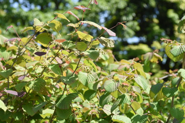 istock Spike winter hazel fruits andleaves 1150118354