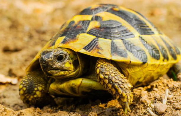 istock Beautiful turtle in the wild 1150119319